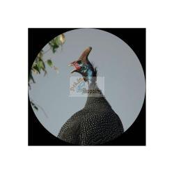 CANON BINOCOLO 10X30 IS II MOD. 9525B005AA EAN 4549292009880