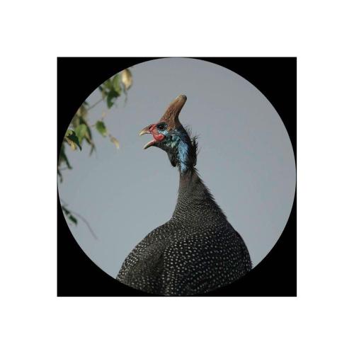 CANON BINOCOLO 10X30 IS II MOD. 9525B005AA EAN 4549292009880